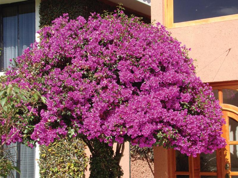 Hotel Arrecife De Coral San Cristóbal de Las Casas Εξωτερικό φωτογραφία